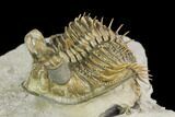 Tower Eyed Erbenochile Trilobite - Stunning! #125141-2